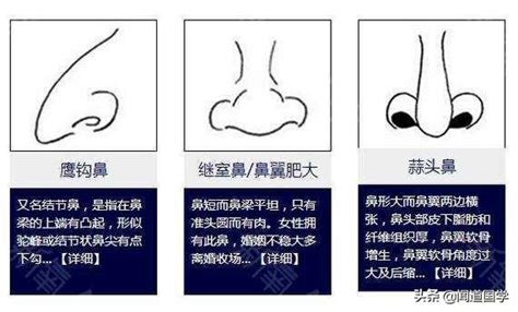 鼻環面相|【鼻尖面相】揭開鼻尖面相的秘密：你的鼻子形狀透露哪些個性與。